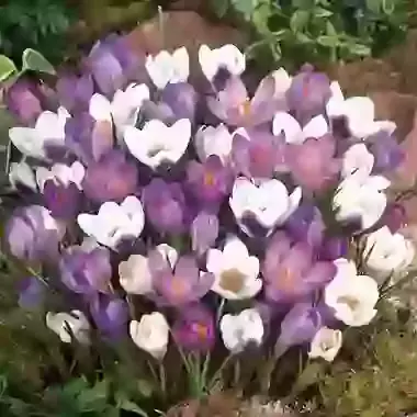 Blue & White Mix
